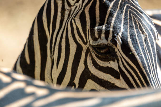 istock Close up of Zebra 1187667026