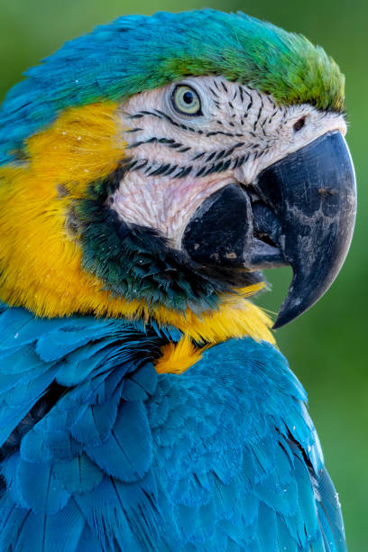 istock Colorful MaCaw close up 1187667081