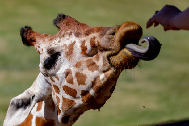 istock close up of Giraffe 1187667193