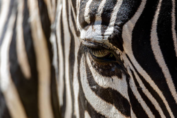 istock Close up of Zebra 1187667201