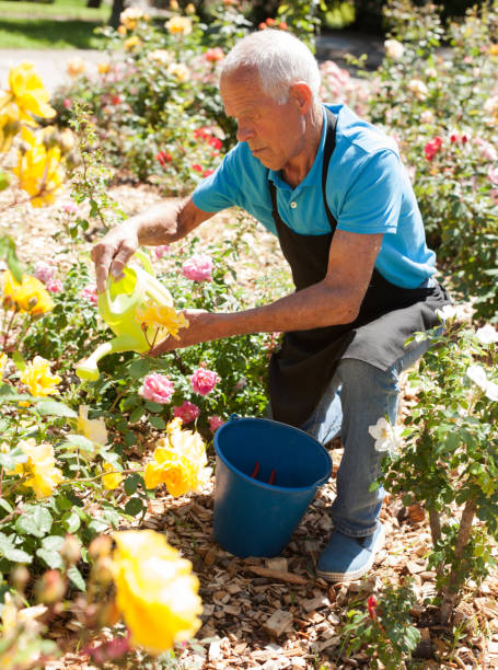 istock Man watering rose bushes 1187667872