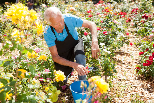 istock Man cutting back shoots of rose bushes 1187667875