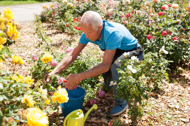 istock Male cutting branches of blooming roses 1187667876