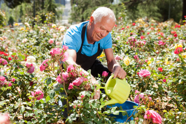 istock Male taking care and watering roses 1187667879