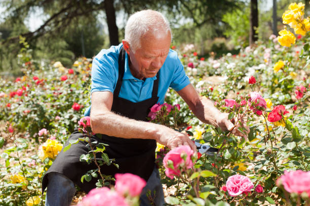 istock Man cutting back shoots of rose bushes 1187667881