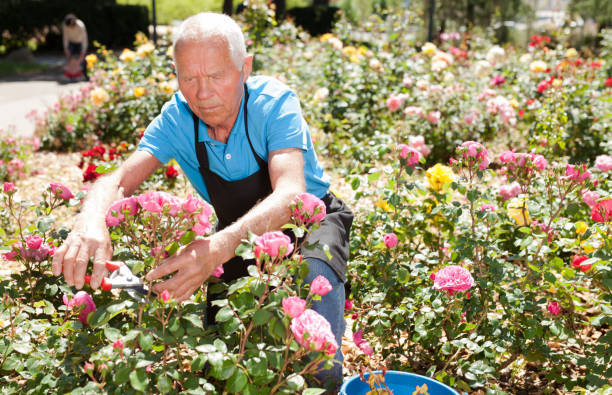 istock Man cutting with scissors roses bushes 1187667885