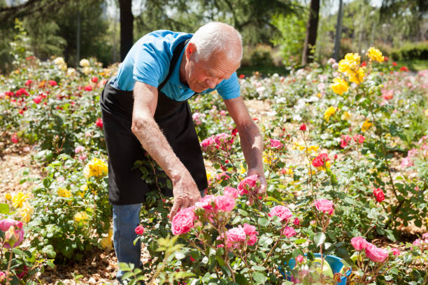 istock Man cutting with scissors roses bushes 1187667886