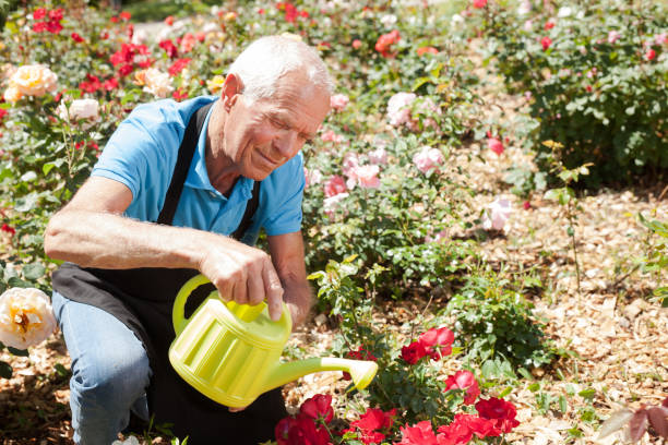 istock Man watering rose bushes 1187667890