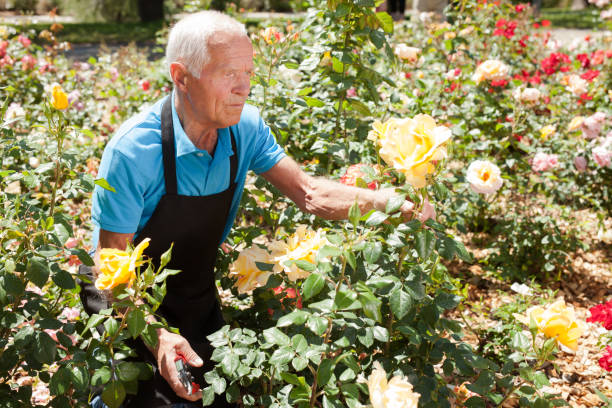 istock Man cutting back shoots of rose bushes 1187667892