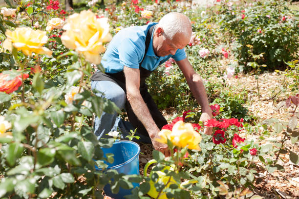 istock Male cutting branches of blooming roses 1187667894