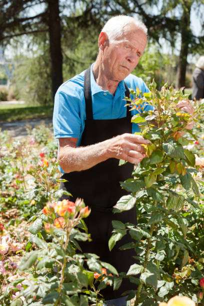 istock Male cutting branches of blooming roses 1187667900