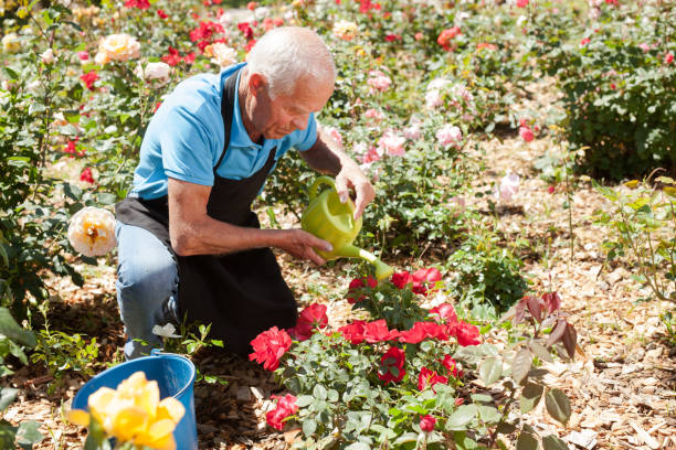 istock Man watering roses at flower bed 1187667904