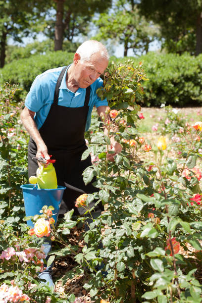 istock Man controlling growing of roses 1187667924
