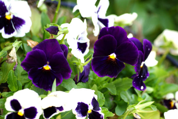 istock Natural beauty, flowers are enlightenment 1187667933