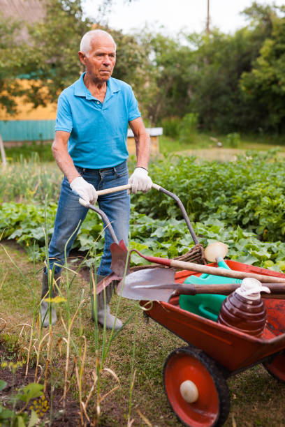 istock Senior man carrying garden tools in a wheelbarrow 1187667953