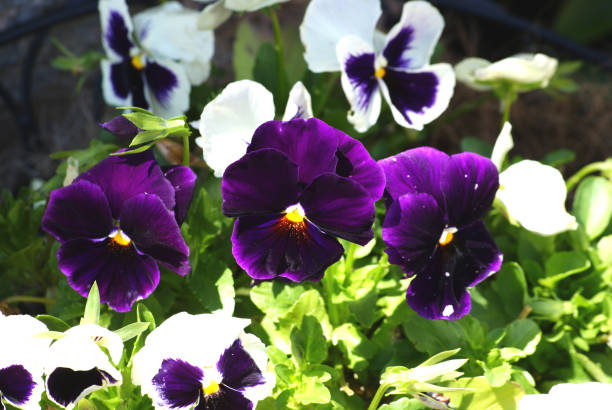 istock Natural beauty, flowers are enlightenment 1187667982