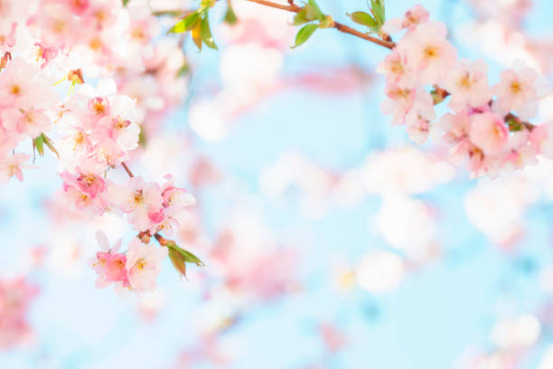 Cherry blossoms Cherry blossoms and blue sky cherry tree stock pictures, royalty-free photos & images