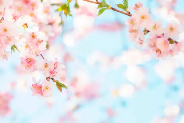 Cherry blossoms and blue sky