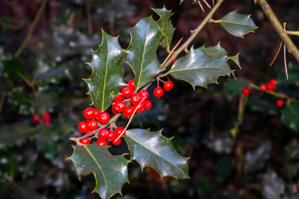 istock Holly a beautiful tree with red berry's 1187668670