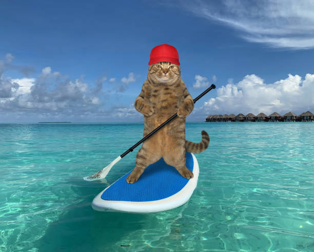 cat on stand up paddle board 2 - sub tropical climate imagens e fotografias de stock