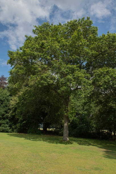 낙엽 대상 나무 (퀘르쿠스 imbricaria) 여름에 공원에서 - cheshire non urban scene scenics rural scene 뉴스 사진 이미지