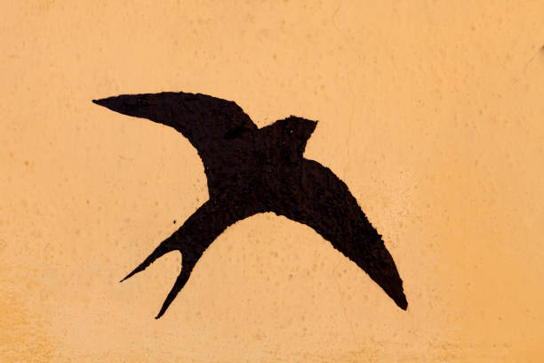istock Silhouette of a swallow 1187669717