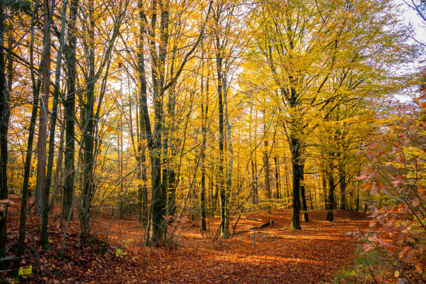 istock Beautiful beech trees in the forest 1187670766