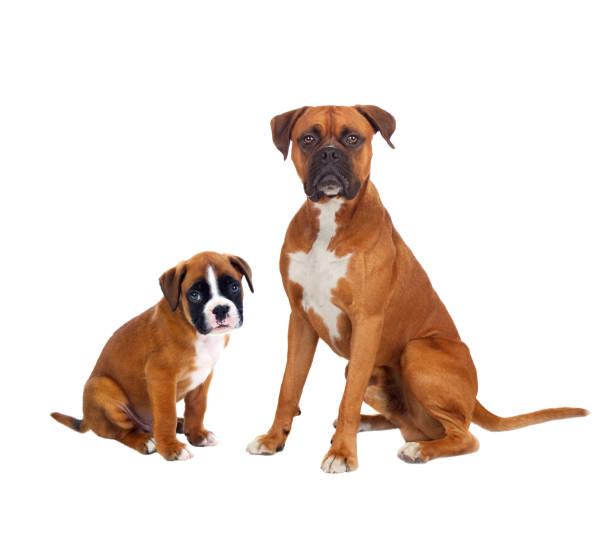 istock Family boxer dogs 1187671056