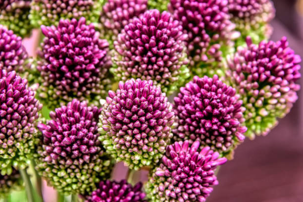 istock Group of Purple Wildflowers 1187671304