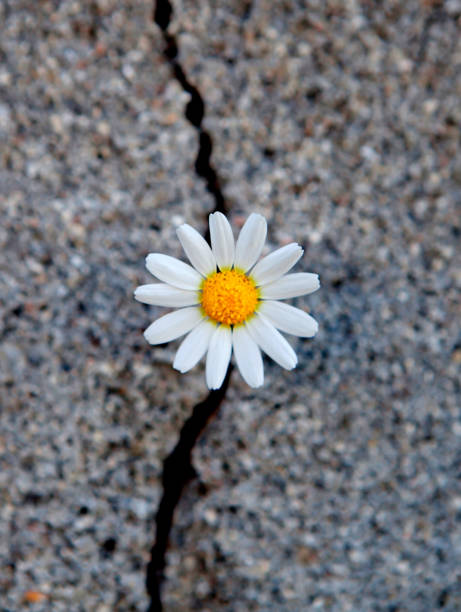 istock Daisy born from a crack in the asphalt 1187672465