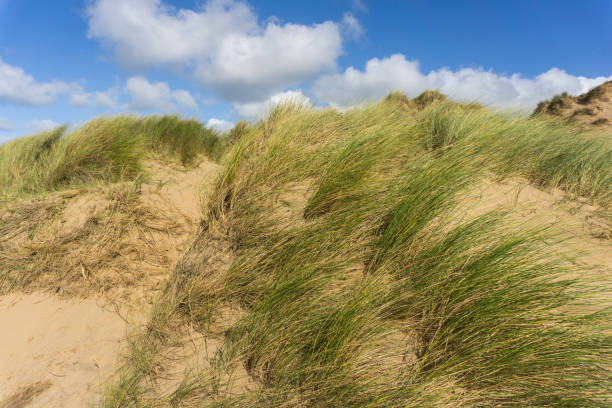 Croyde sand dune background The beautiful sand dunes of Croyde in North Devon , England set against a summers blue sky with clouds. croyde bay photos stock pictures, royalty-free photos & images
