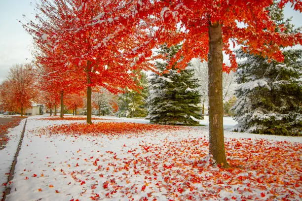 Autumn neighborhood with snow, stunning red trees ablaze with fall colors, red leaves on top of snow.