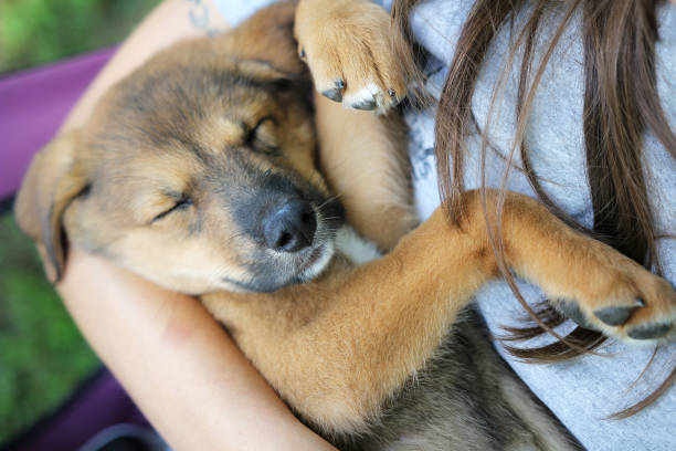 nuovo cucciolo di razza del mix di sonno nelle braccia dei proprietari - christin foto e immagini stock