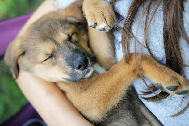 istock New Sleeping Mix Breed Puppy in Owners Arms 1187673609