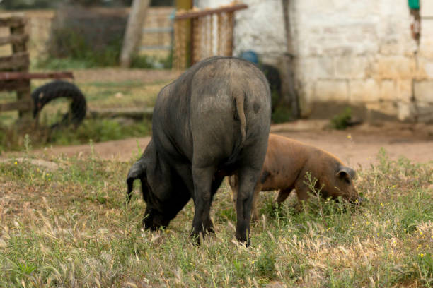 istock Iberian pigs grazing 1187673736
