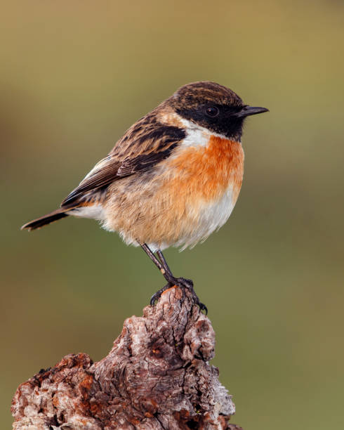 istock Small bird on a slim branch 1187673842