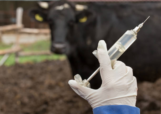istock Veterinarian giving vaccine to cows 1187674595