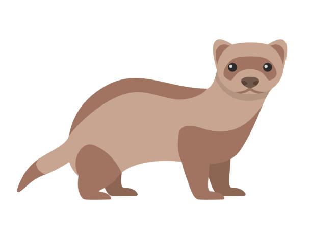 Black-footed ferret. Black-footed ferret. Isolated vector illustration polecat stock illustrations