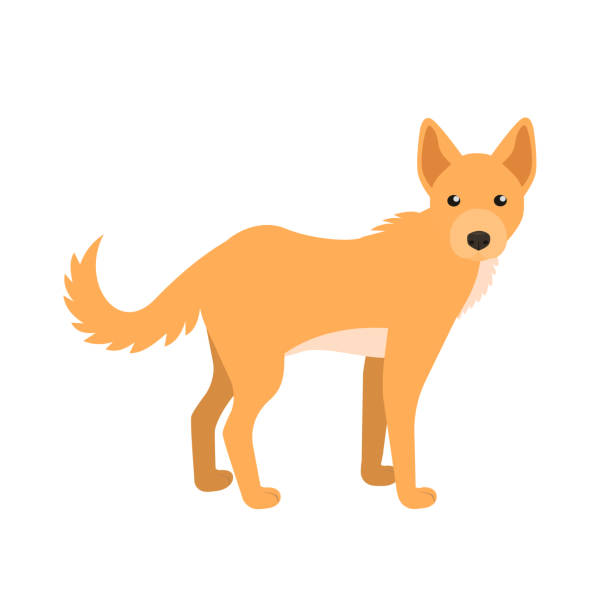 dingo. - dingo stock-grafiken, -clipart, -cartoons und -symbole