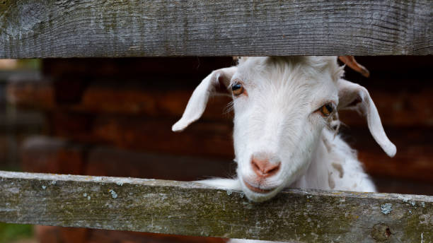 istock Inquisitive goat stick her head between picket fence. front view 1187674772