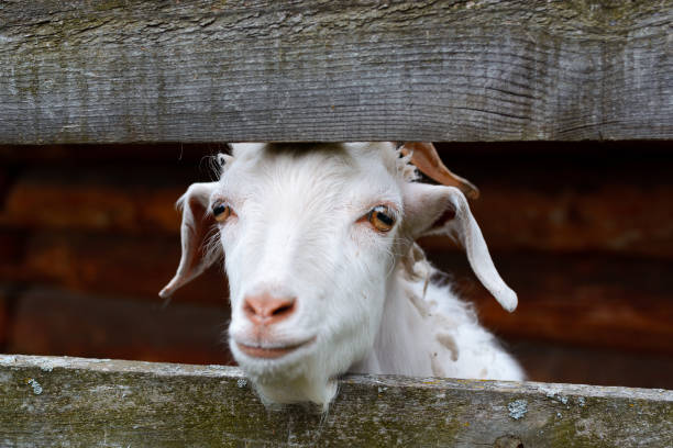 istock Inquisitive goat stick her head between picket fence. front view 1187674775