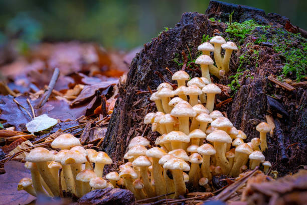 istock Small mushroom village in front of an old tree stump 1187675095