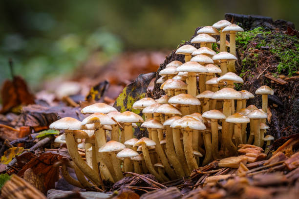 istock Small mushroom village in front of an old tree stump 1187675127