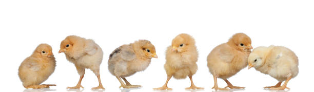 istock Meeting of yellow chickens at Easter 1187675302