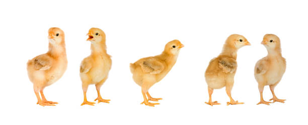 istock Meeting of yellow chickens at Easter 1187675313