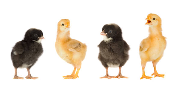 istock Meeting of chickens 1187675318