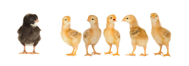 istock Yellow chickens looking at one black 1187675326