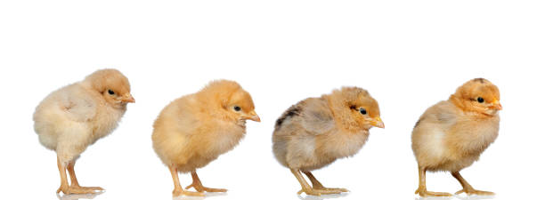 istock Meeting of chickens at Easter 1187675330