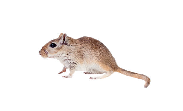 profil zabawnego gergila - mouse gerbil standing hamster zdjęcia i obrazy z banku zdjęć