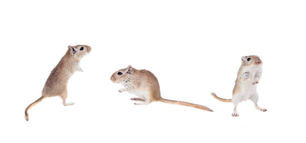 gergils engraçados isolados - mouse gerbil standing hamster - fotografias e filmes do acervo